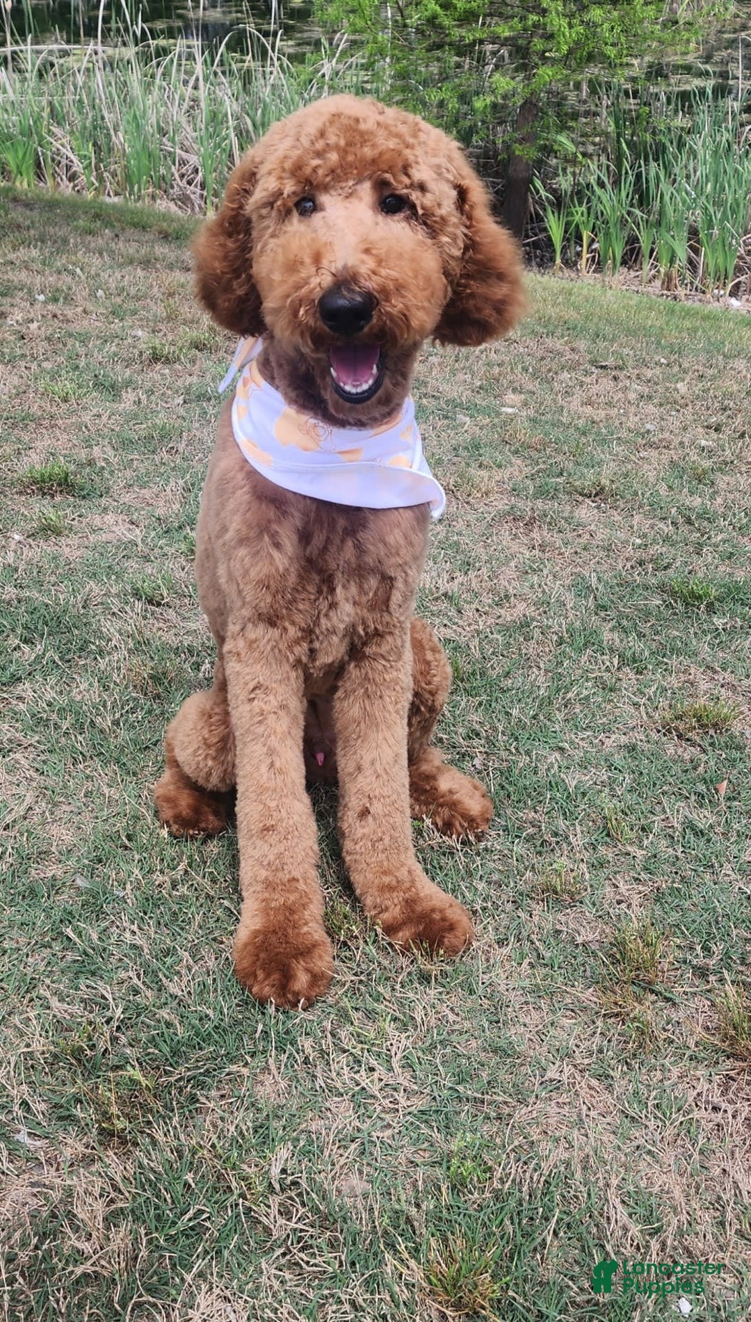 Standard Poodle dogs for sale: Snickers - Image 1