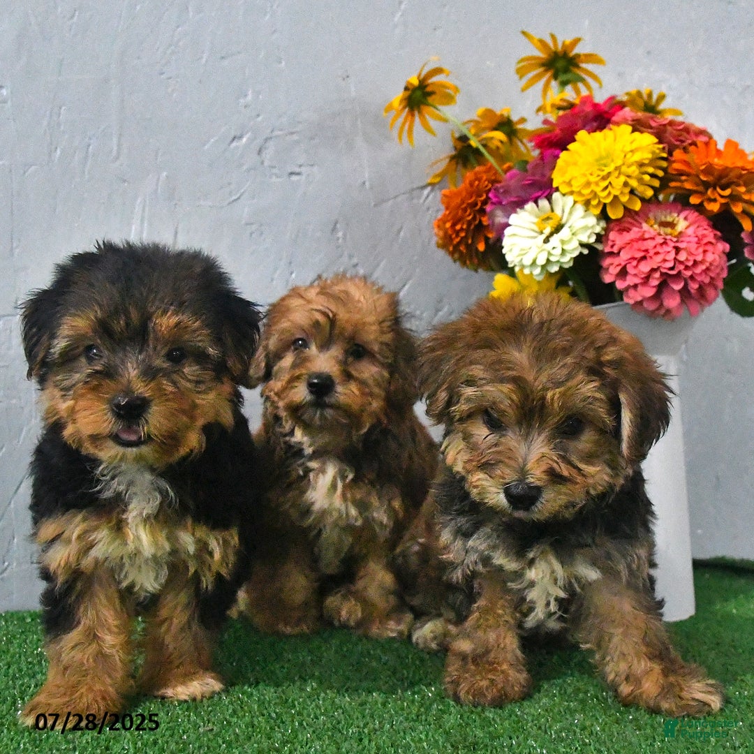 Yochon dogs for sale: Nate - Image 3