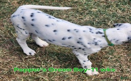Dalmatian dogs for sale: Peppers Green Boy - Image 8