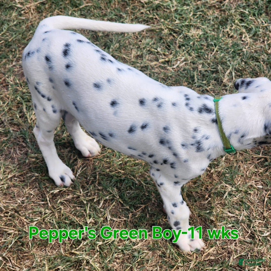 Dalmatian dogs for sale: Peppers Green Boy - Image 8