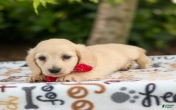 Miniature Dachshund dogs for sale: Tucker - Image 3