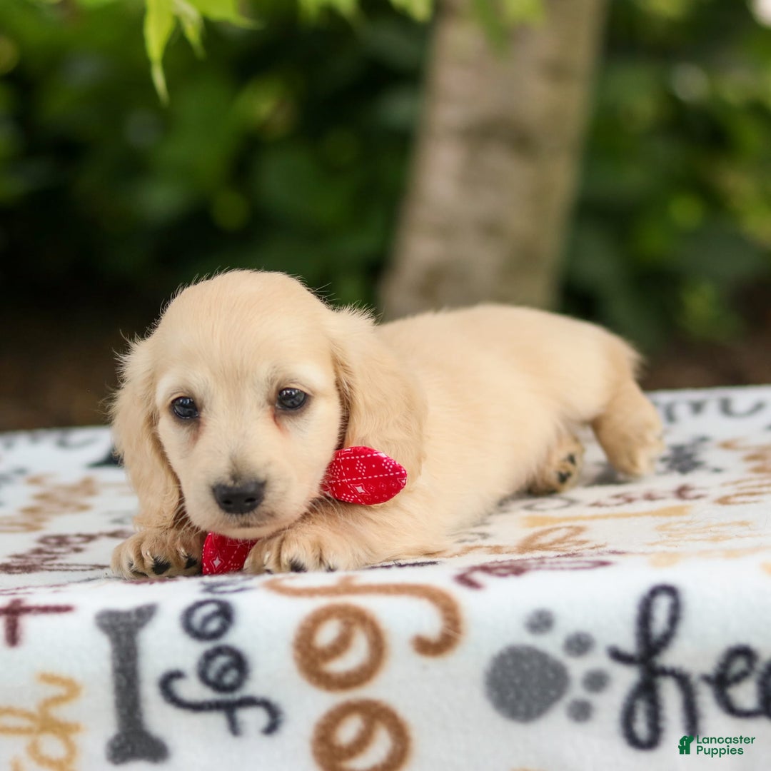 Miniature Dachshund dogs for sale: Tucker - Image 3