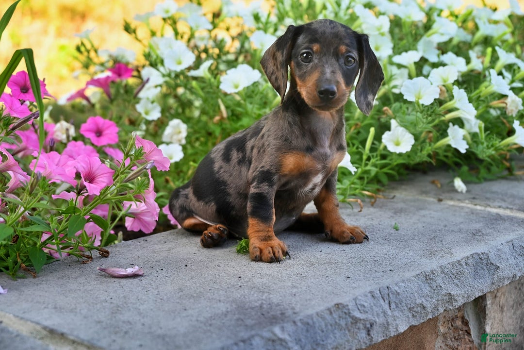 Miniature Dachshund dogs for sale: Sophie - Image 2