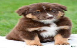 Australian Shepherd dogs for sale: Henry - Image 1