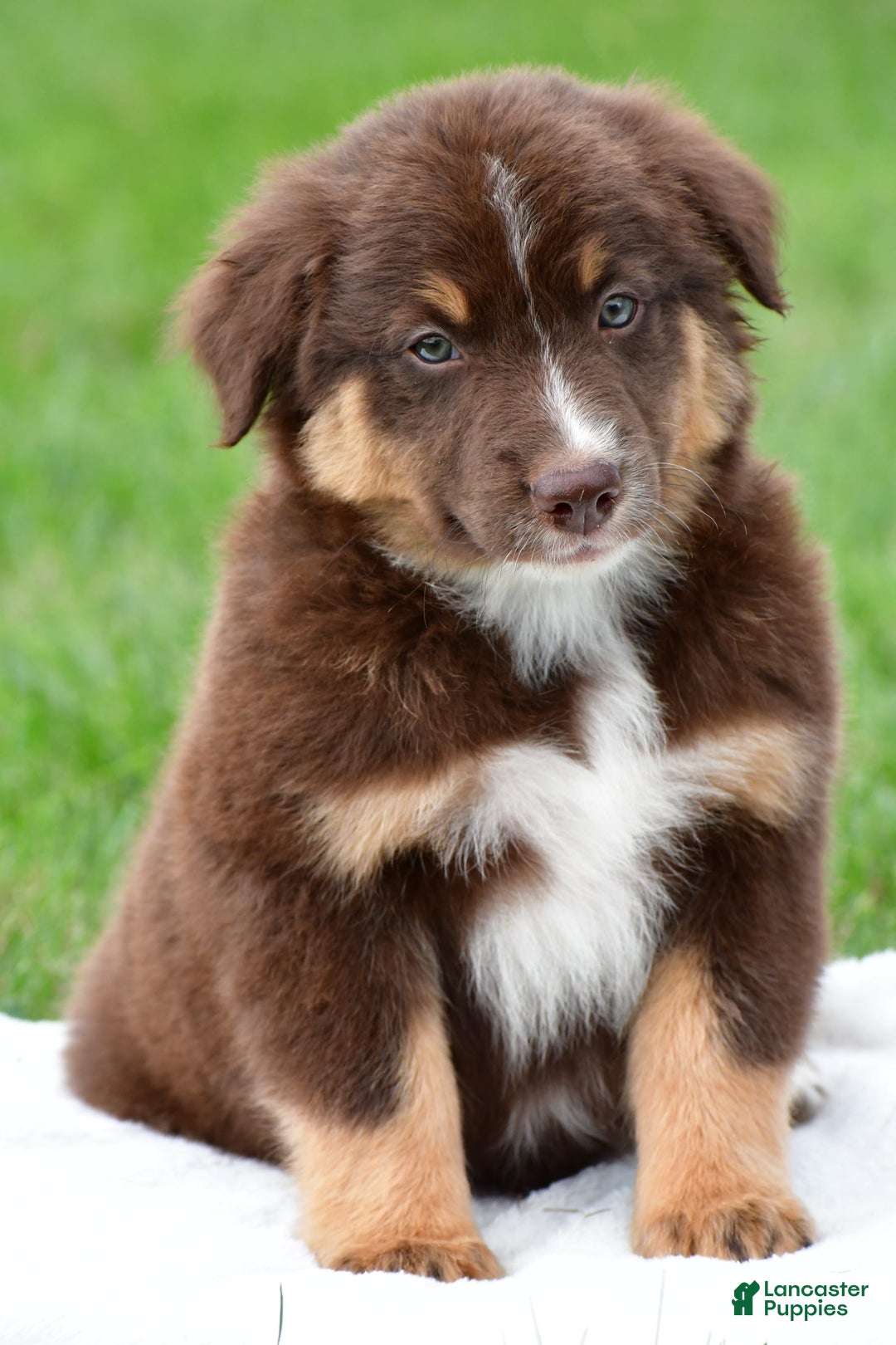 Australian Shepherd dogs for sale: Henry - Image 1