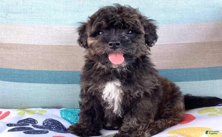 Havapoo dogs for sale - Ad 4