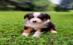 Australian Shepherd dogs for sale: Parker - Image 5