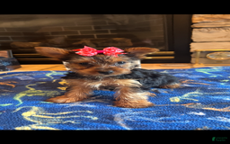 Yorkshire Terrier dogs for sale: Tina - Image 1