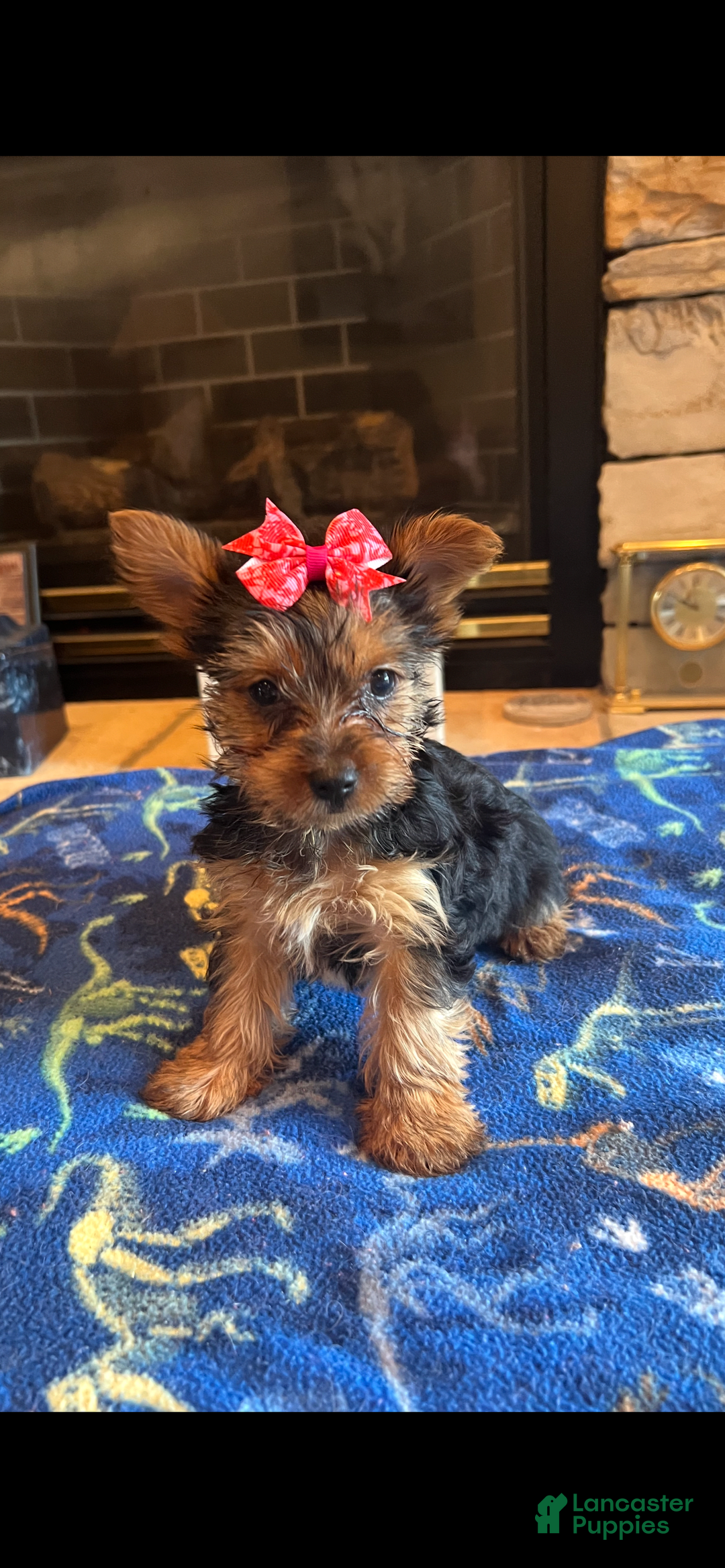 Yorkshire Terrier dogs for sale: Tina - Image 1