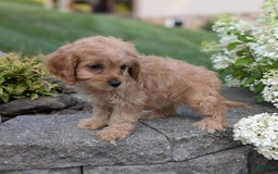 Cavapoo dogs for sale: Abby - Image 2
