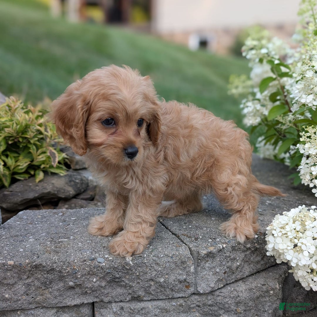 Cavapoo dogs for sale: Abby - Image 2