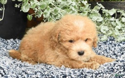Bichpoo dogs for sale: Sport - Image 8