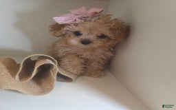 Cavapoo dogs for sale: Ella - Image 1