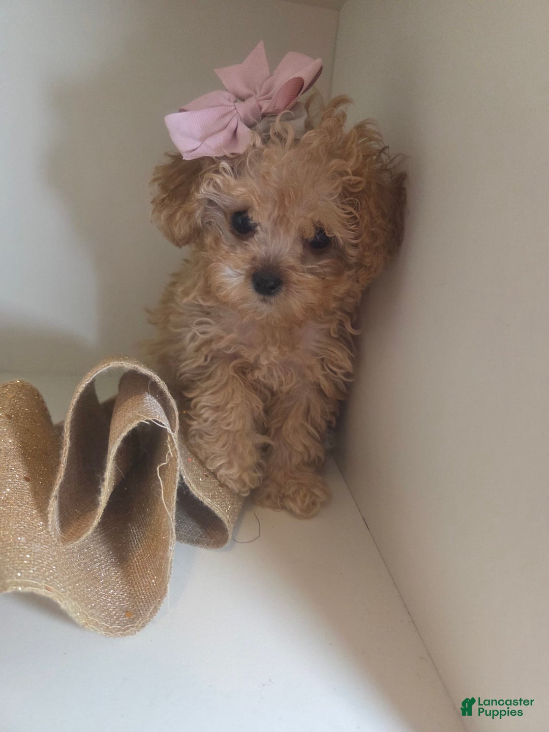 Cavapoo dogs for sale: Ella - Image 1
