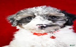 Miniature Poodle dogs for sale: Kyler - Image 3