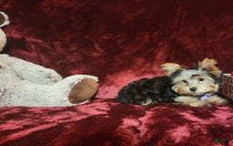Yorkshire Terrier dogs for sale: Maui - Image 15
