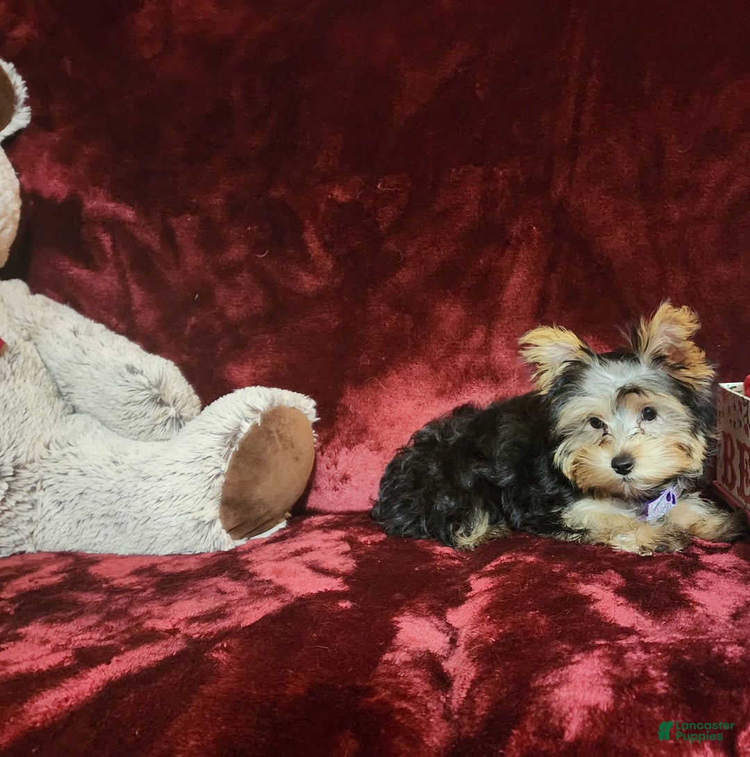 Yorkshire Terrier dogs for sale: Maui - Image 15