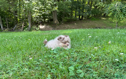Pomeranian dogs for sale: Theodore - Image 4