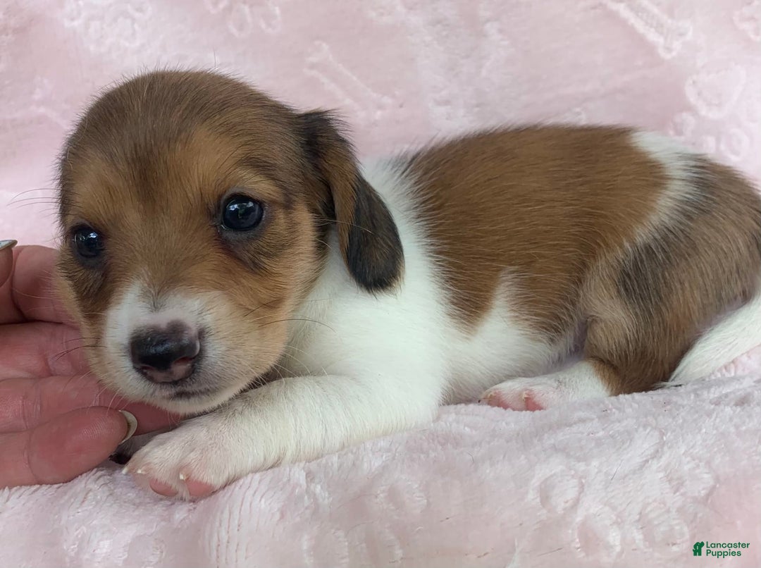 Miniature Dachshund dogs for sale: Baby Clover - Image 10