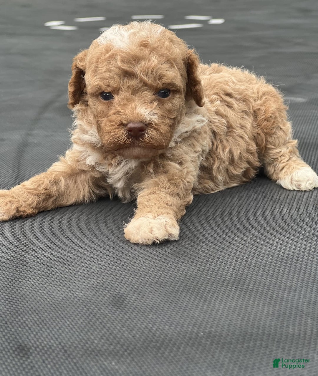 Miniature Poodle dogs for sale: Dexter - Image 19