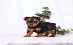 Yorkshire Terrier dogs for sale: Zara - Image 7
