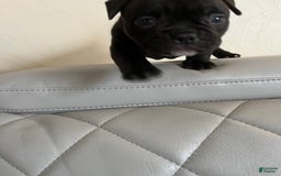 American Bully dogs for sale: Oily - Image 2