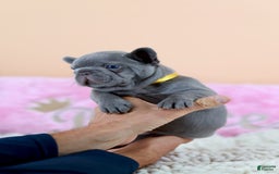French Bulldog dogs for sale: Diana - Image 6