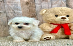 Bichon Frise dogs for sale: Boba - Image 3