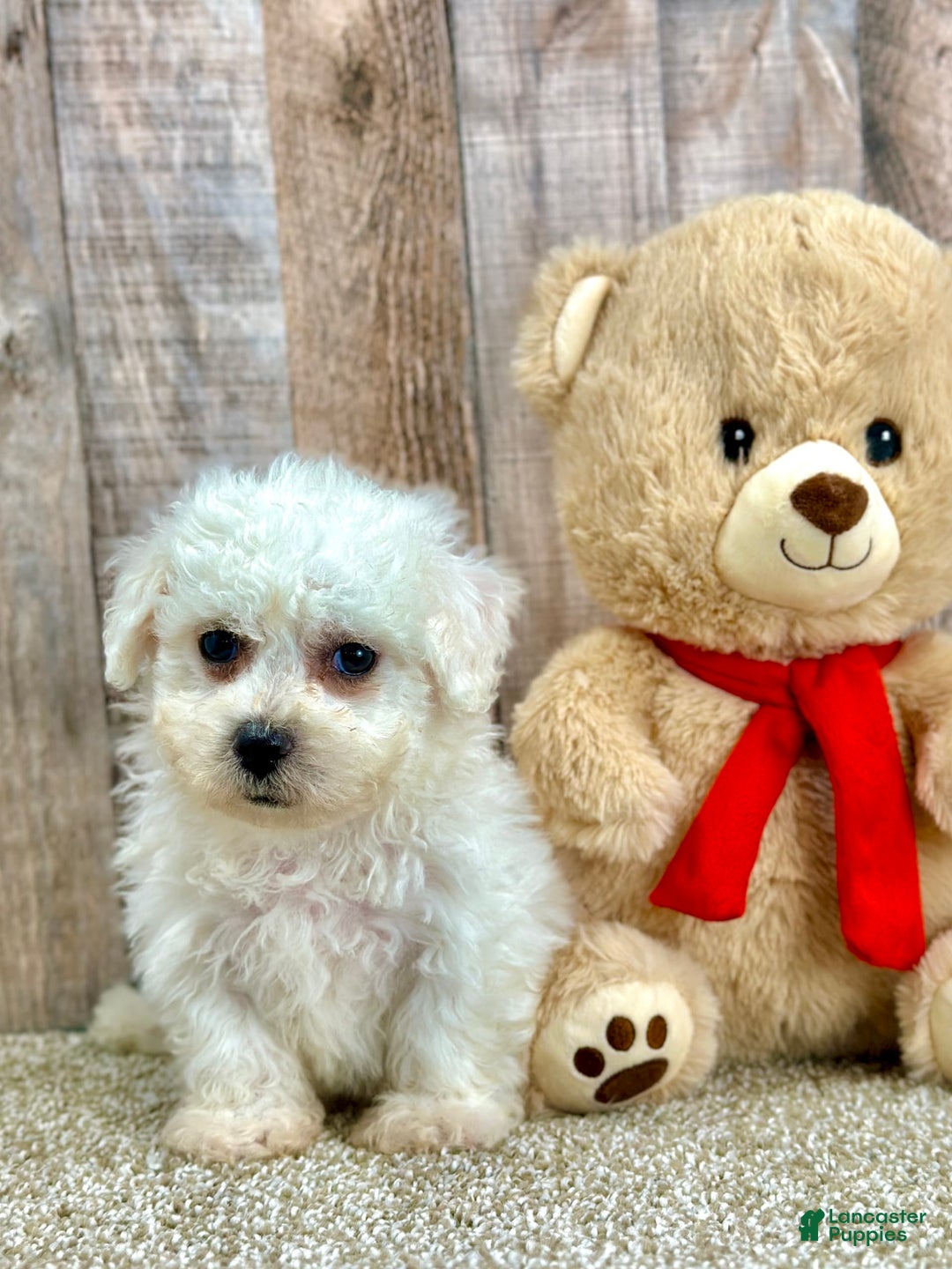 Bichon Frise dogs for sale: Boba - Image 3