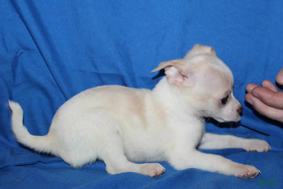 Chihuahua dogs for sale: Ivar - Image 2