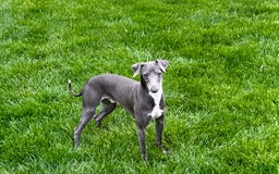 Italian Greyhound dogs for sale: Manny - Image 4
