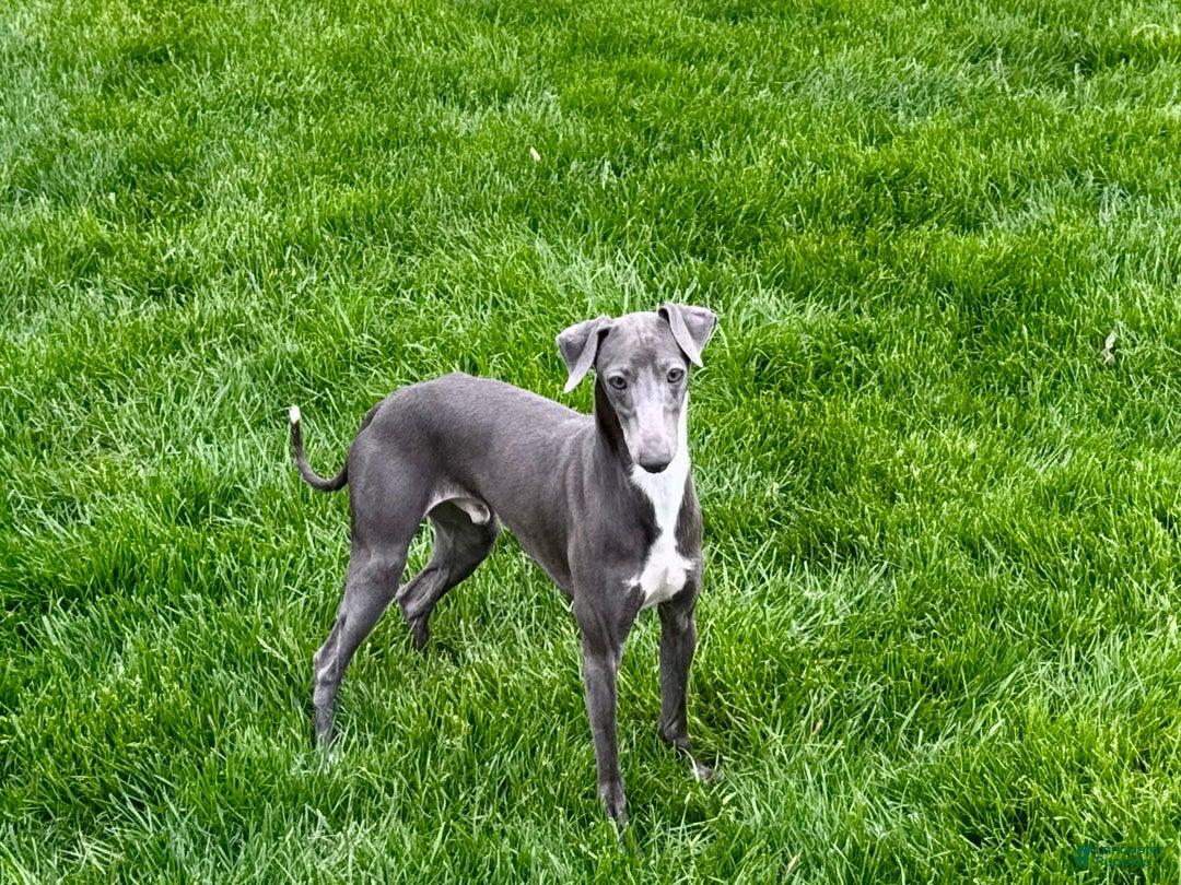 Italian Greyhound dogs for sale: Manny - Image 4