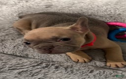 French Bulldog dogs for sale: Blessing - Image 8
