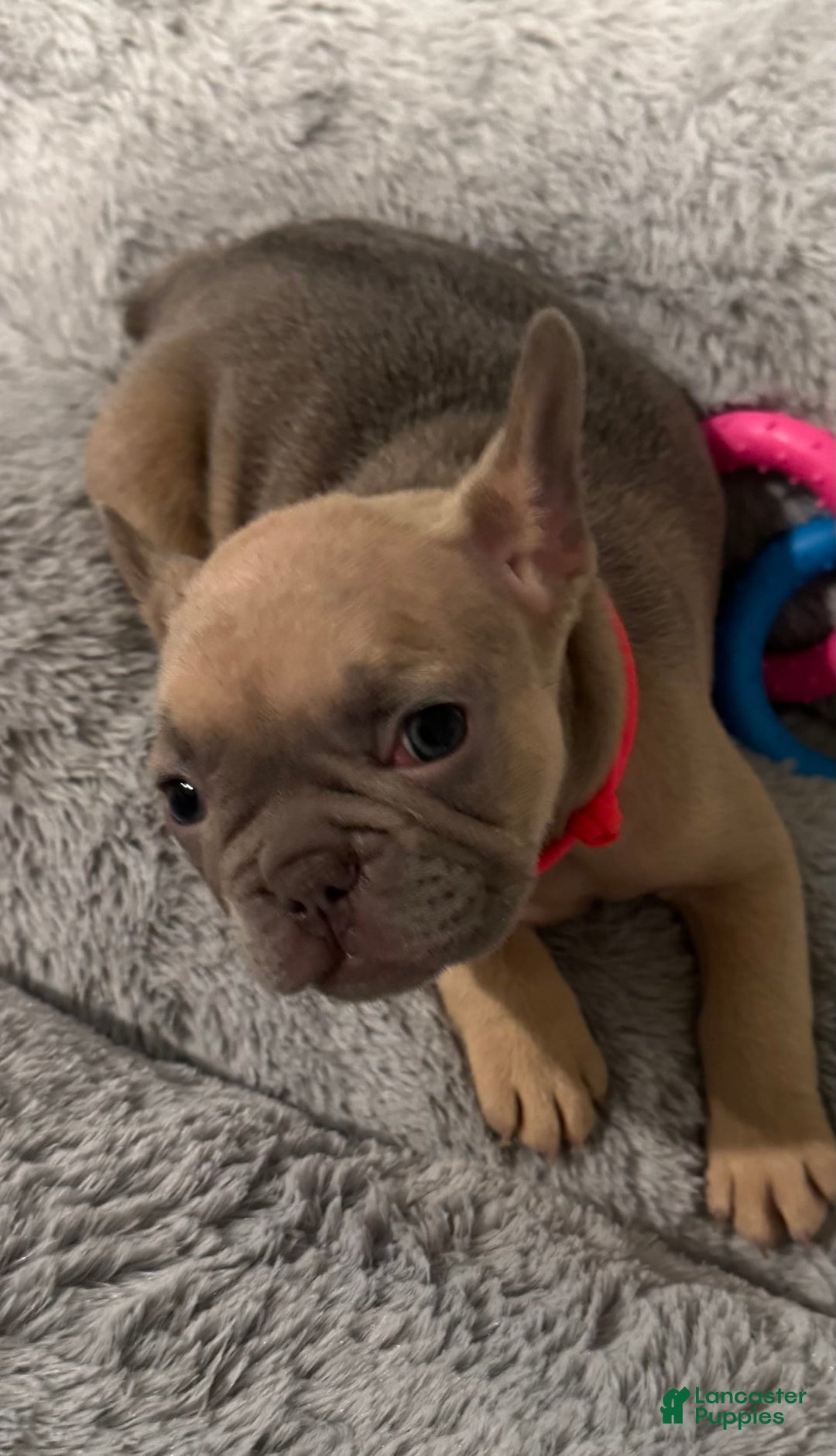 French Bulldog dogs for sale: Blessing - Image 8