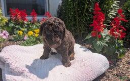 Toy Poodle dogs for sale: Zion - Image 11