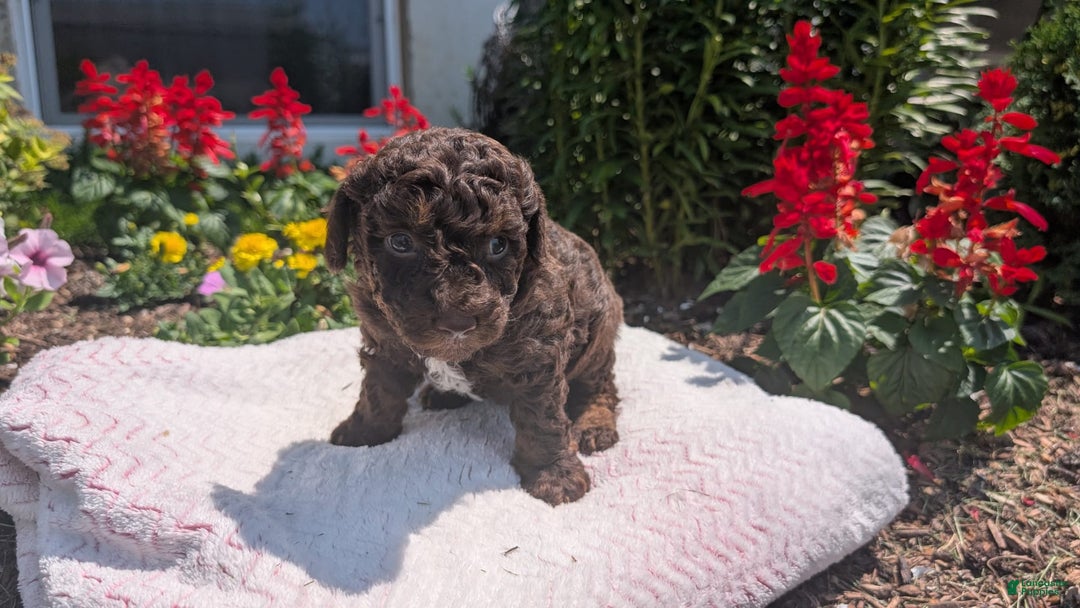 Toy Poodle dogs for sale: Zion - Image 11