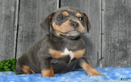 Beabull dogs for sale: Kinsley - Image 4