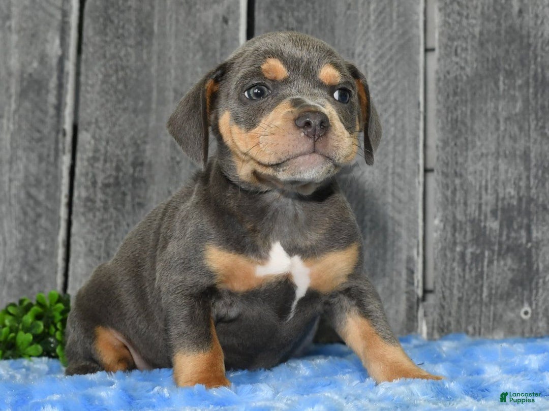 Beabull dogs for sale: Kinsley - Image 4