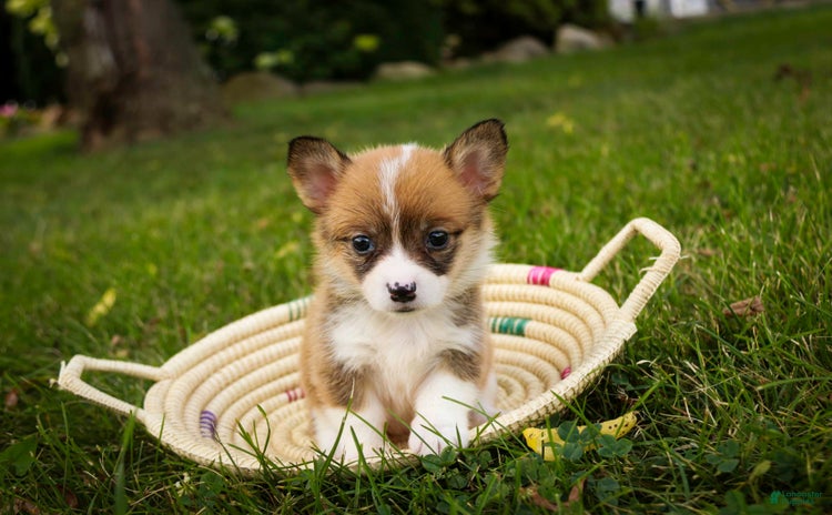 Welsh Corgi Pembroke dogs for sale - Ad 2