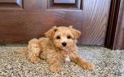 Maltipoo dogs for sale: Frankie - Image 3