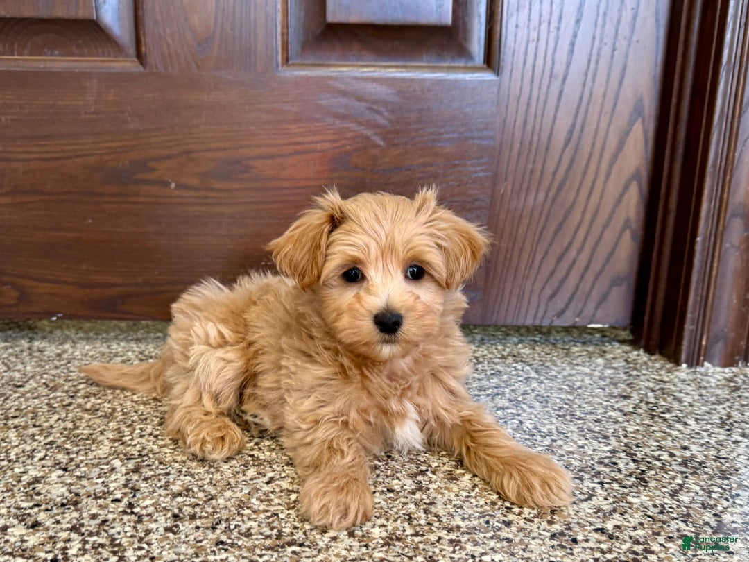 Maltipoo dogs for sale: Frankie - Image 3