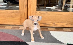 Italian Greyhound dogs for sale: RJ - Image 2