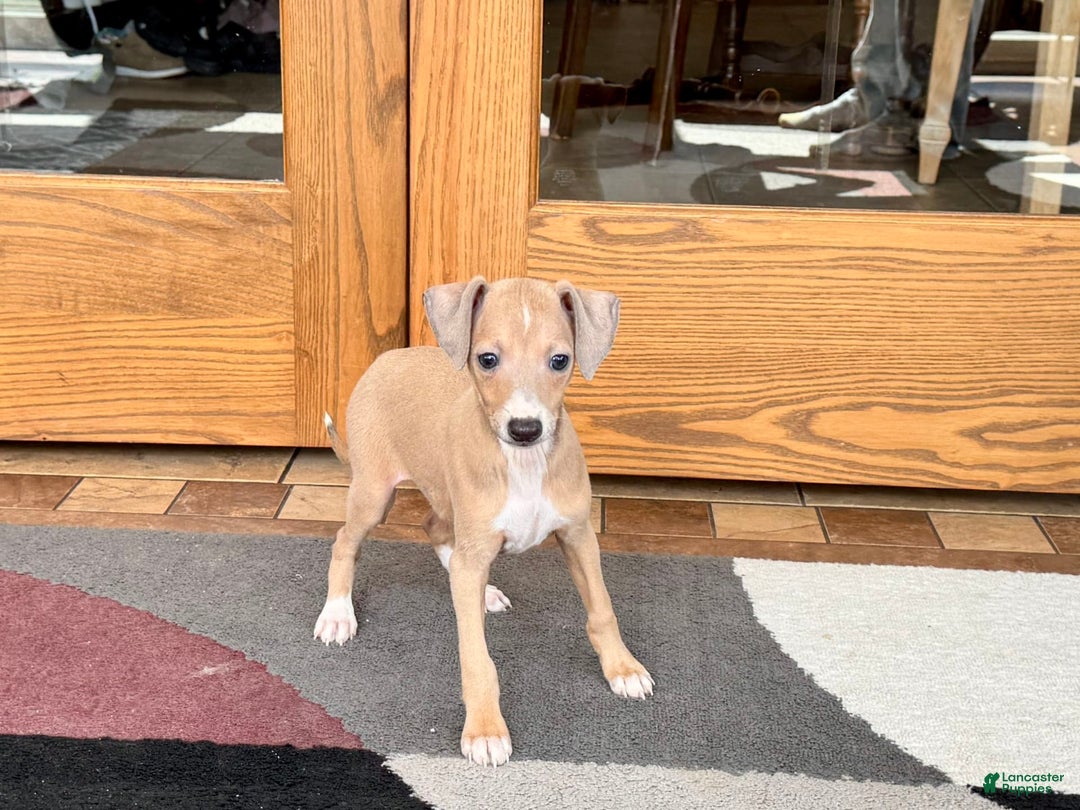 Italian Greyhound dogs for sale: RJ - Image 2