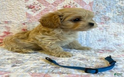 Maltipoo dogs for sale: Dexter - Image 2