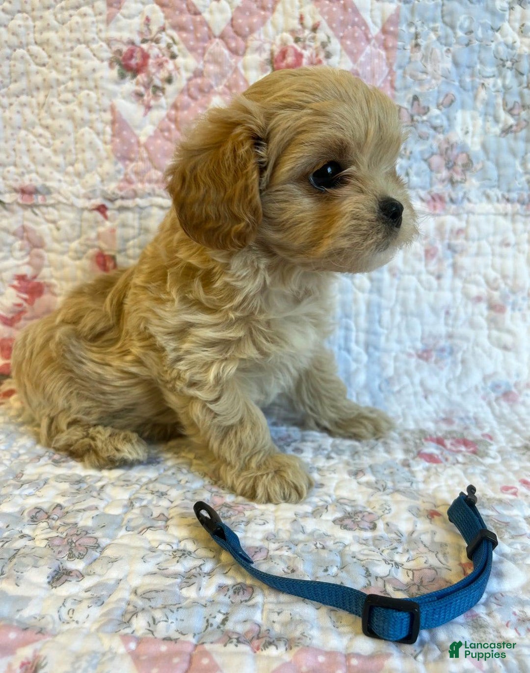 Maltipoo dogs for sale: Dexter - Image 2