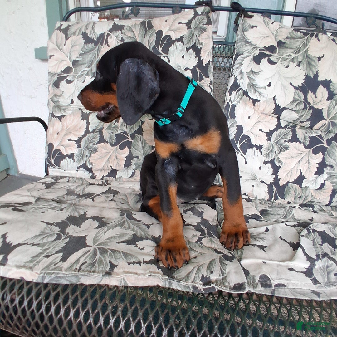 Doberman Pinscher dogs for sale: Champ - Image 2