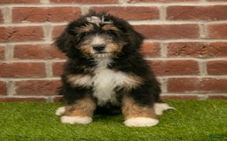 Mini Bernedoodle dogs for sale: Mason - Image 6