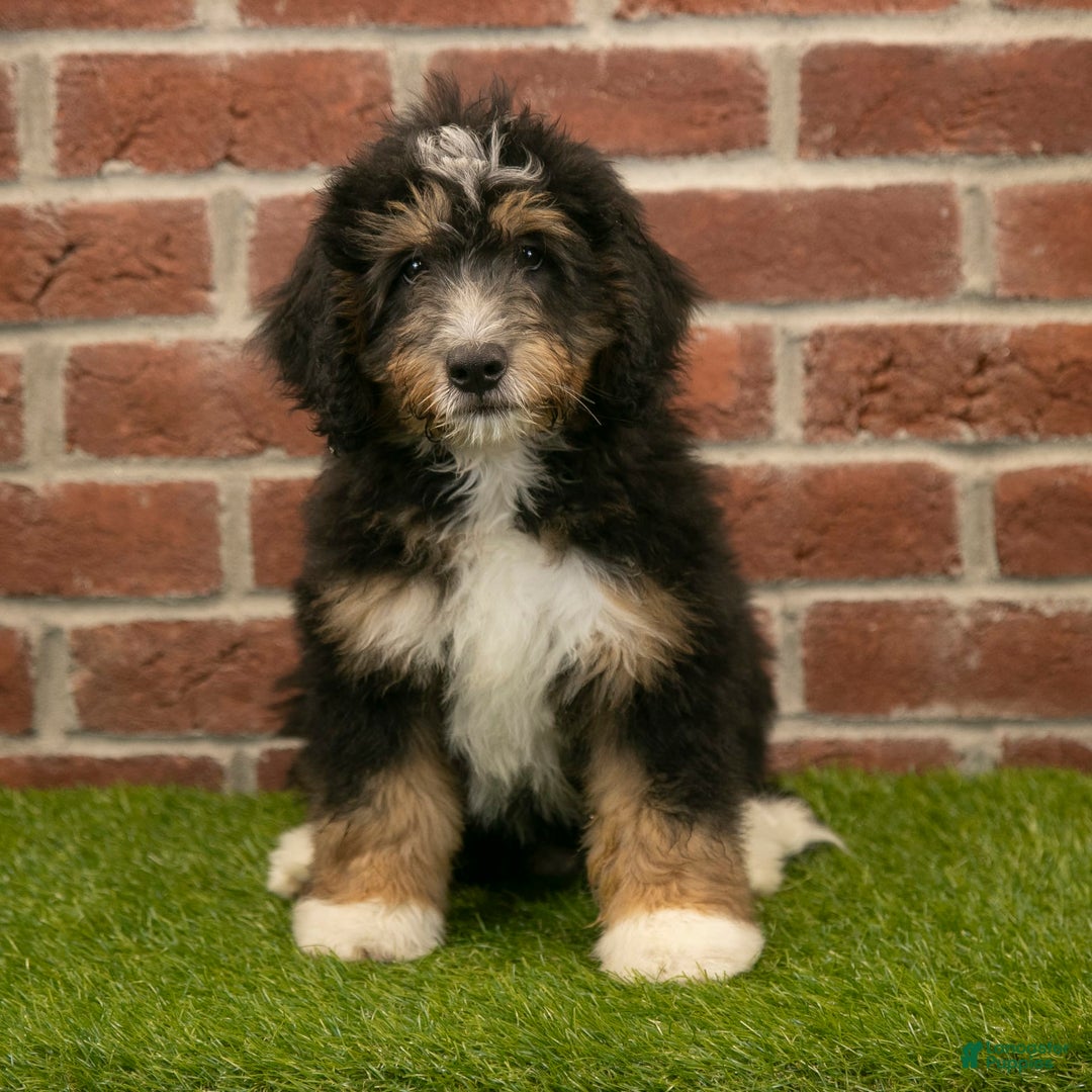 Mini Bernedoodle dogs for sale: Mason - Image 6