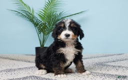 Bernedoodle dogs for sale: Carson - Image 4