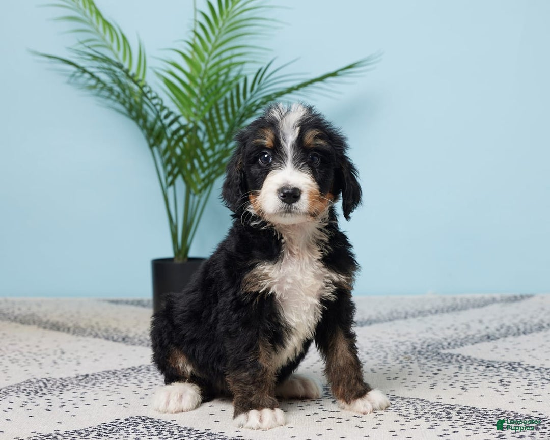 Bernedoodle dogs for sale: Carson - Image 4